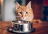 gatto ha fame reazione ciotola video