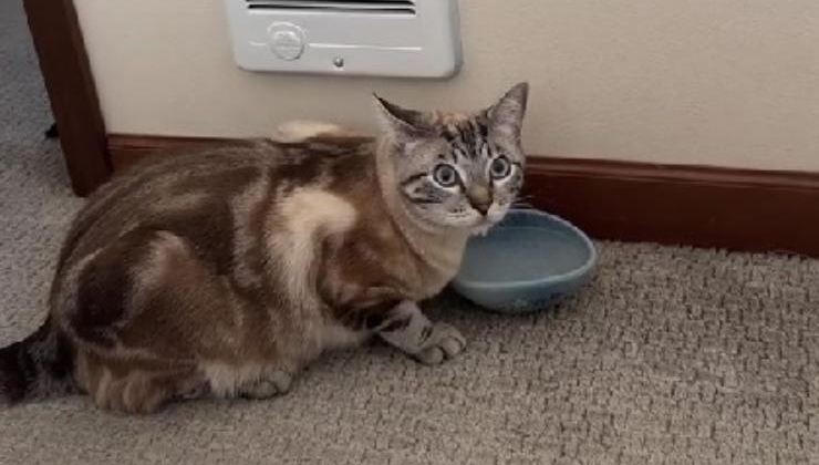 gatto vicino alla ciotola