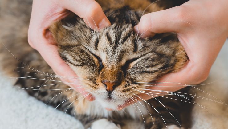 gatto massaggio facciale n testa