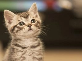 gatto che desidera solo coccole