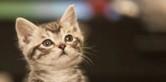 gatto che desidera solo coccole