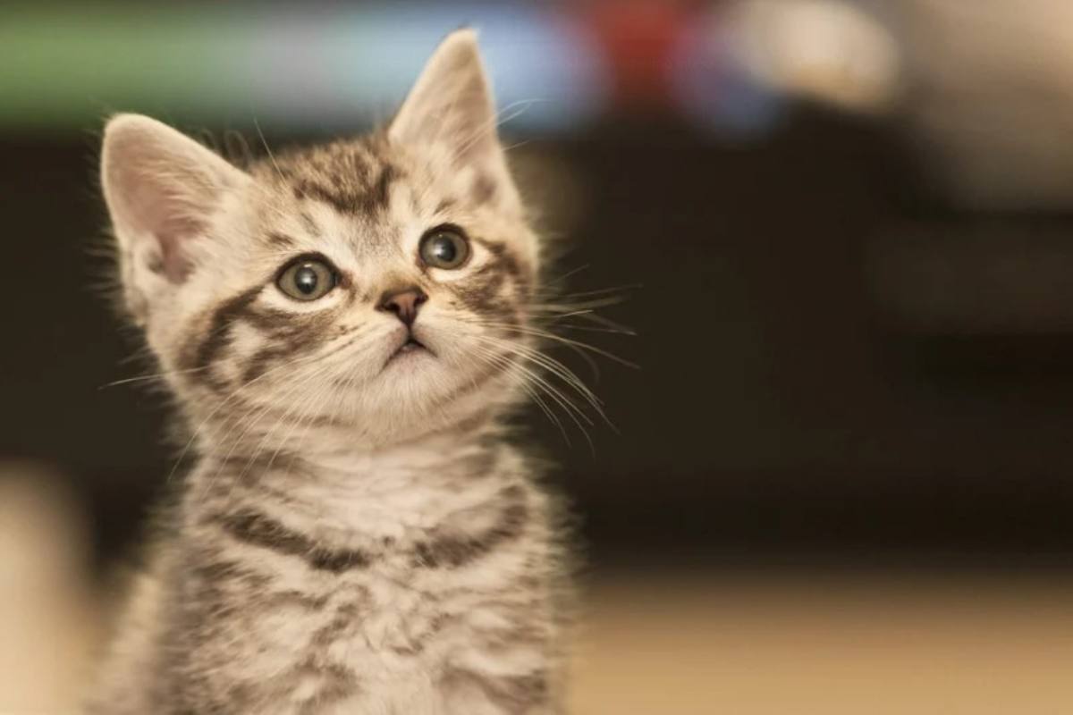 gatto che desidera solo coccole