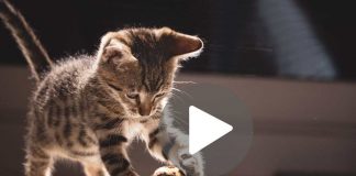 gatto pallina video