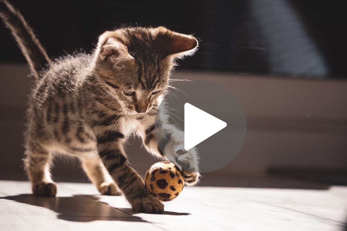 gatto pallina video