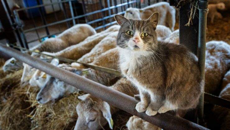 rapporto tra gatto e pecora