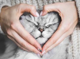 amore del gatto