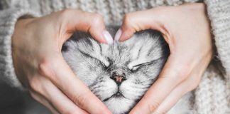 amore del gatto