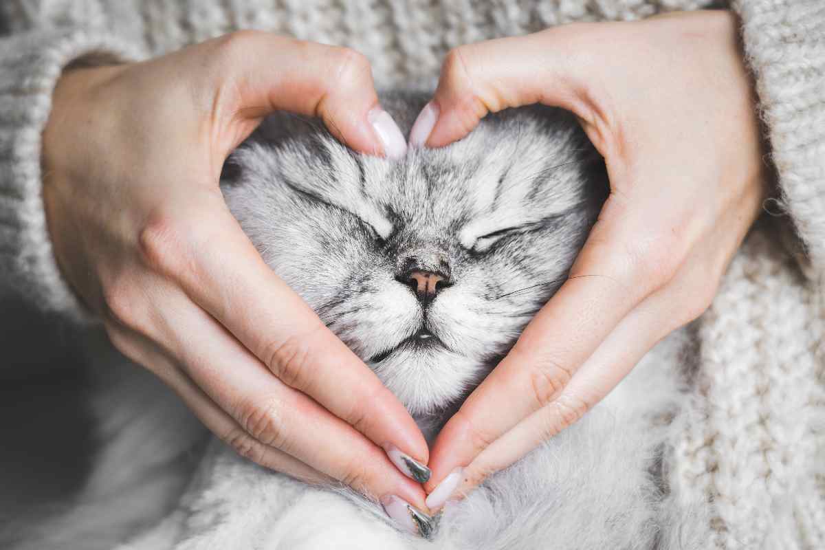 amore del gatto