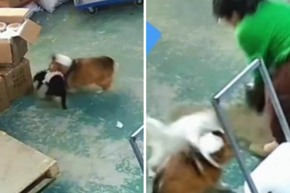 cane attacca cucciolo intervento gatto video