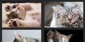 Gatto dorme posizioni diverse