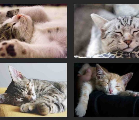 Gatto dorme posizioni diverse