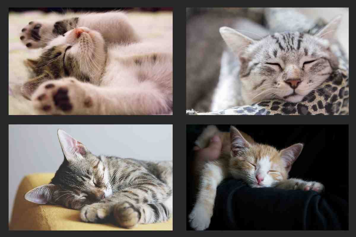 Guarda come dorme il tuo gatto e ti dirò cosa pensa e come sta  --- (Fonte immagine: https://www.velvetpets.it/wp-content/uploads/2023/09/gatto-dorme-20230925-Velvetpets-1.jpg)