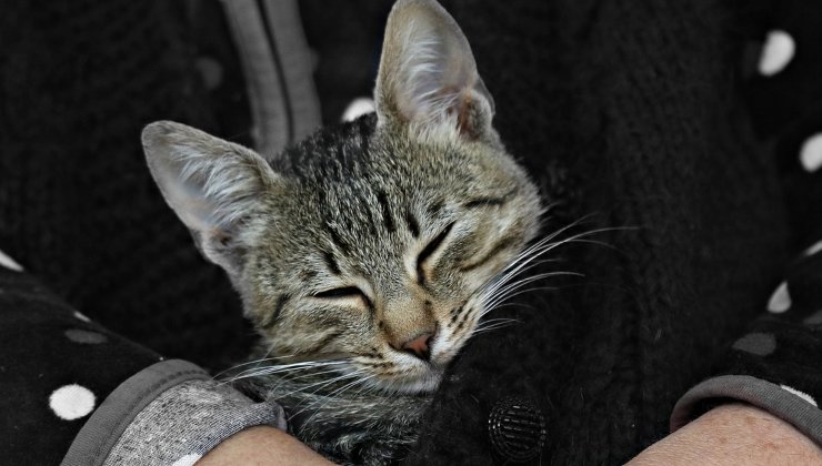 gatto dorme in braccio alla sua persona preferita 
