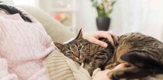 Gatto: quando considera il padrone la sua mamma