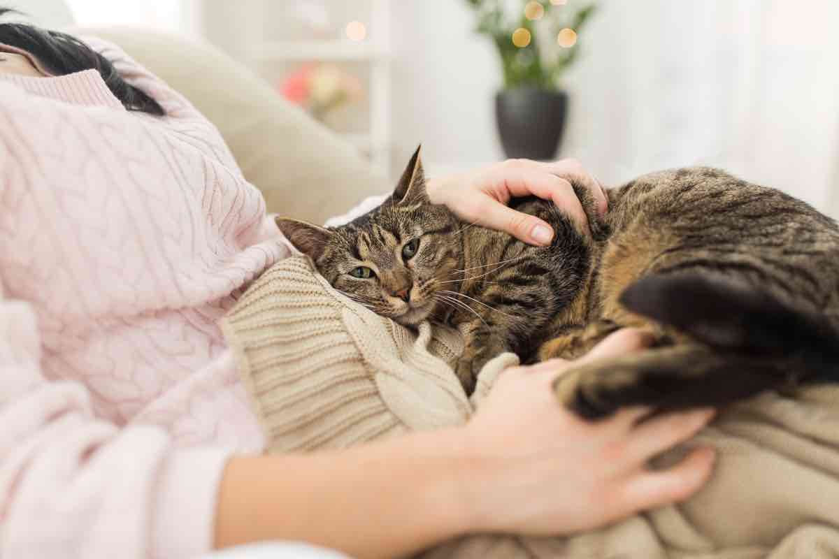 Gatto: quando considera il padrone la sua mamma