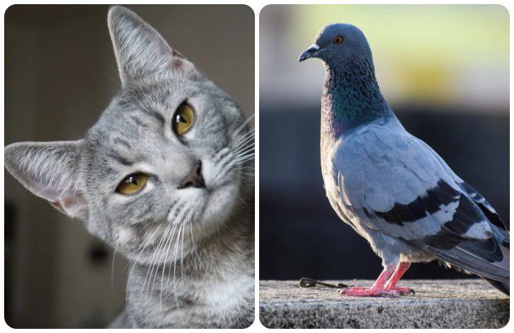 gatto predatore contro piccione