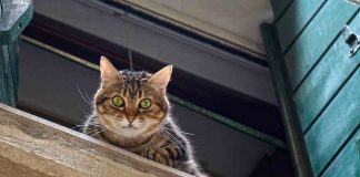 Gatto: le finestre sono molto pericolose per lui