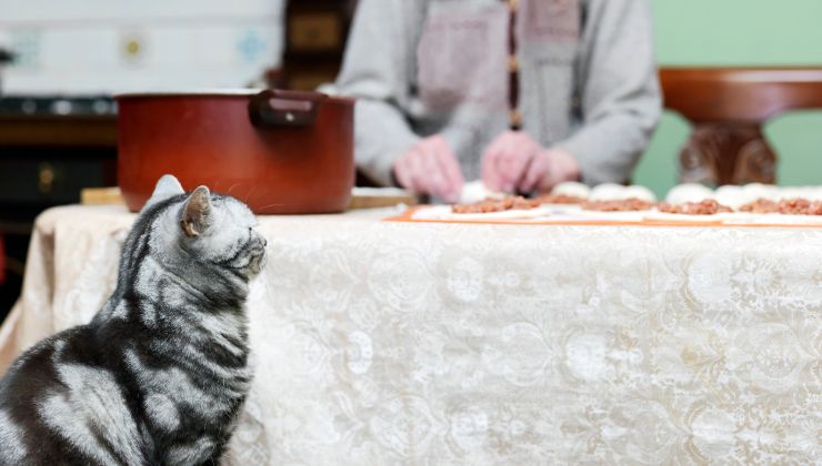 gatto curioso guarda la tavola