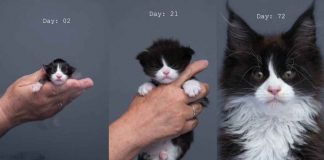 Processo invecchiamento del gatto