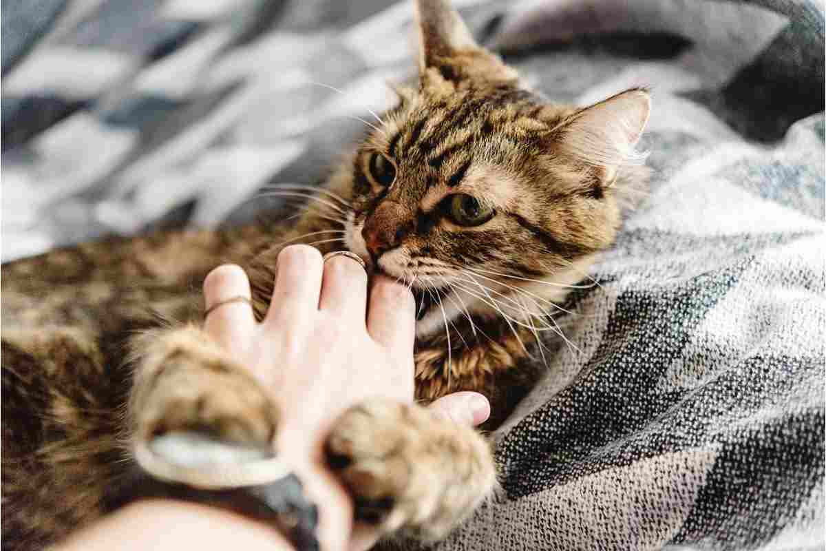 gatti perchè leccano le dita mani