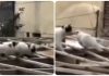 gatto si ferma prima di attaccare