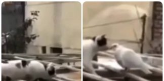 gatto si ferma prima di attaccare