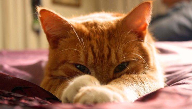 gatto rosso sul letto 