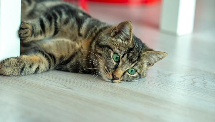 gatto sdraiato sul pavimento di casa 