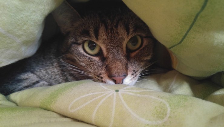 Gatto si nasconde in casa