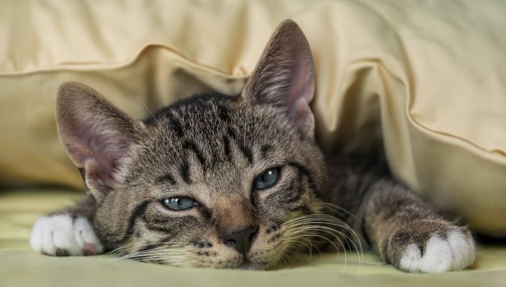 Gatto sul letto 