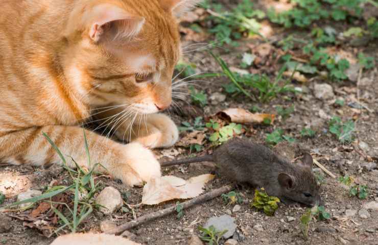 Gato y ratón, enemigos a la fuerza