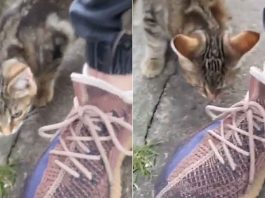gatto e topolino nascosto