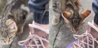 gatto e topolino nascosto