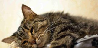 cosa fa gatto sente mancanza