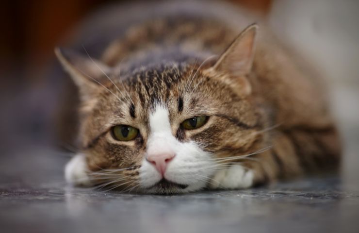 Perché il gatto può diventare triste