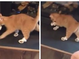 micio video scarpe sfilata