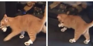 micio video scarpe sfilata