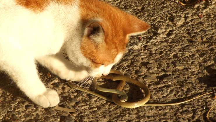 Gattino contro serpente scontro video