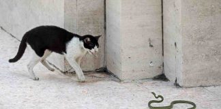 Gattino contro serpente scontro video