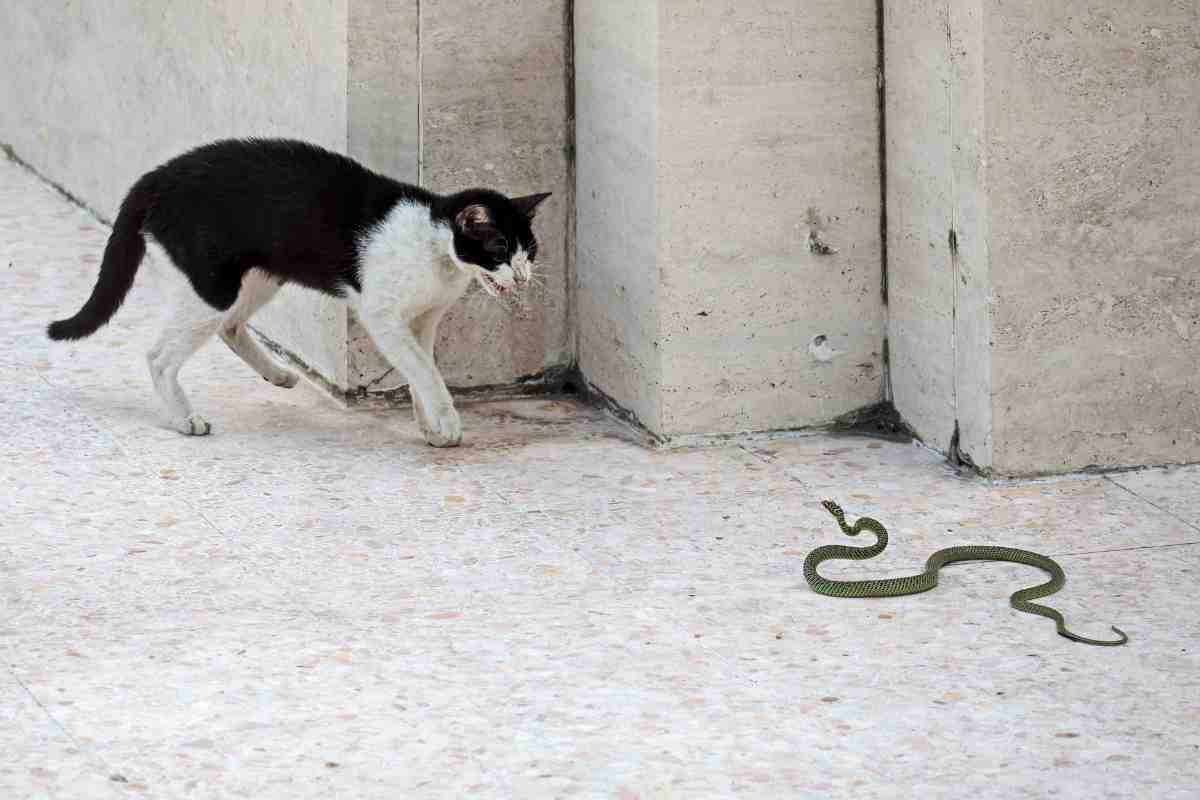 Gattino contro serpente scontro video