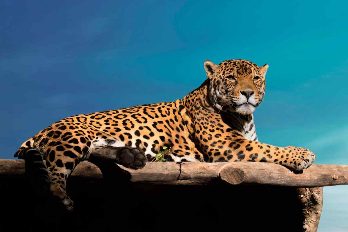 giaguaro caratteristiche record curiosità