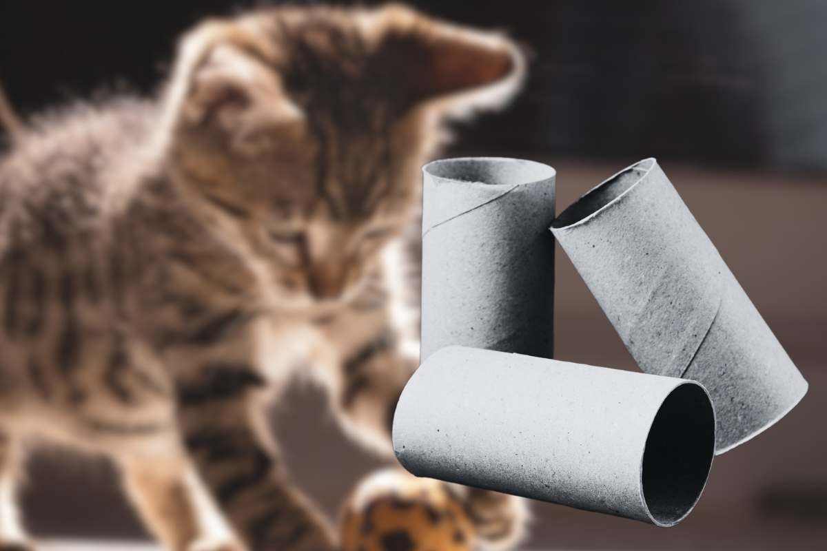 Giochi per gatti fatti con i rotoli della carta igienica: un modo divertente per stimolare il loro istinto per la caccia 