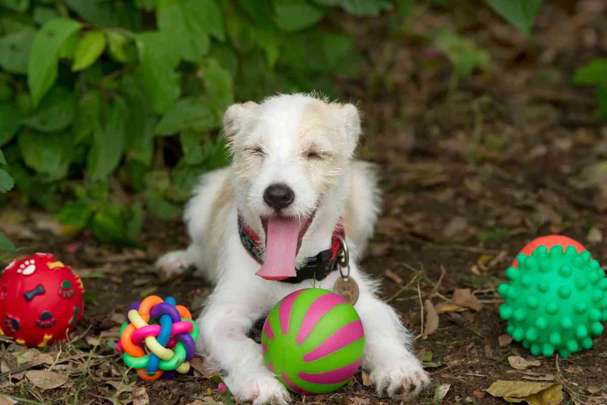 yuki Il primo giocattolo dopo 8 anni vissuti in canile