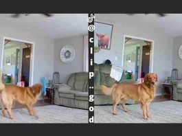 golden retriever in casa