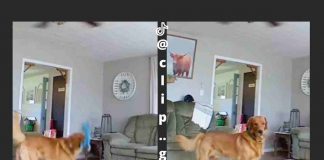 golden retriever in casa