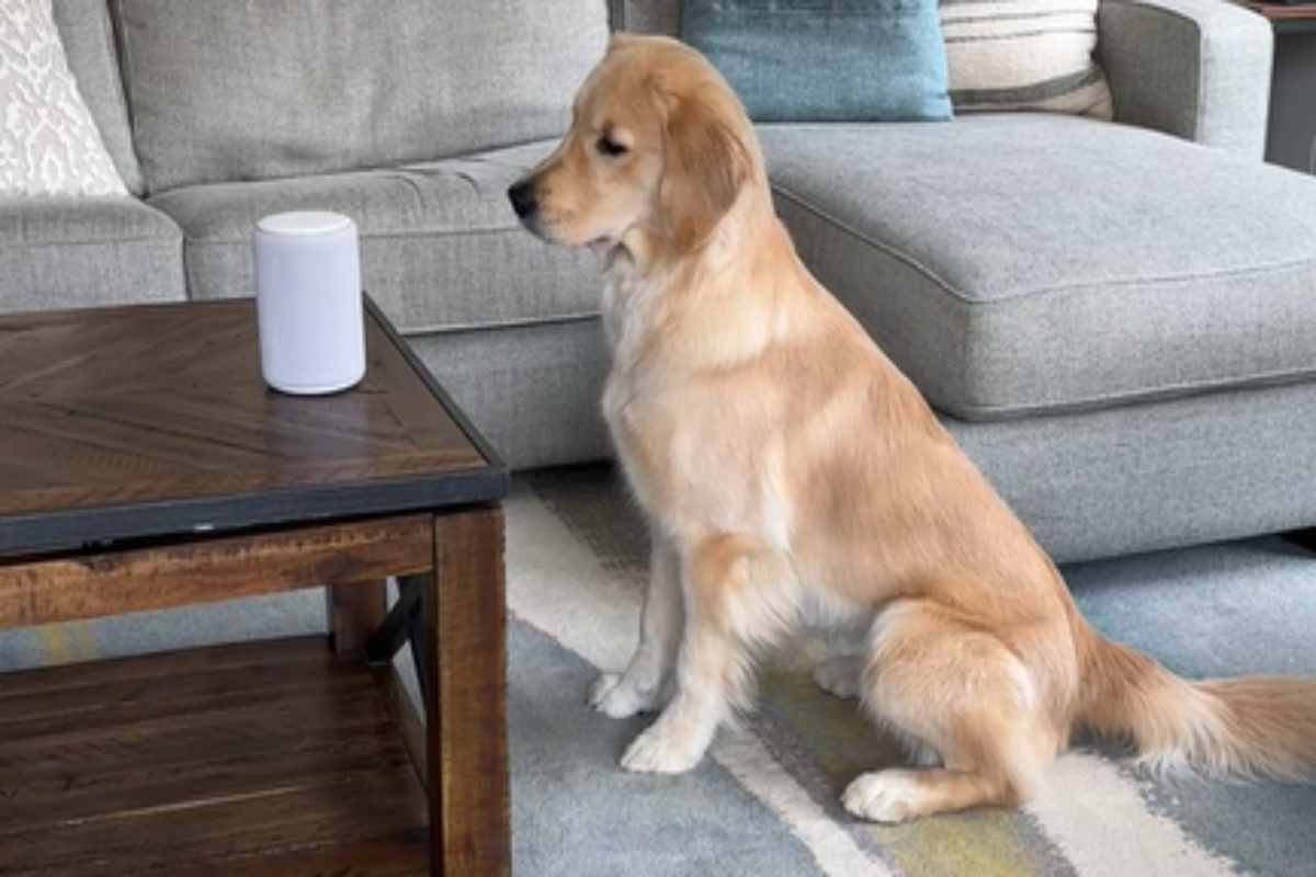 golden retrienver ascolta i comandi di alexa