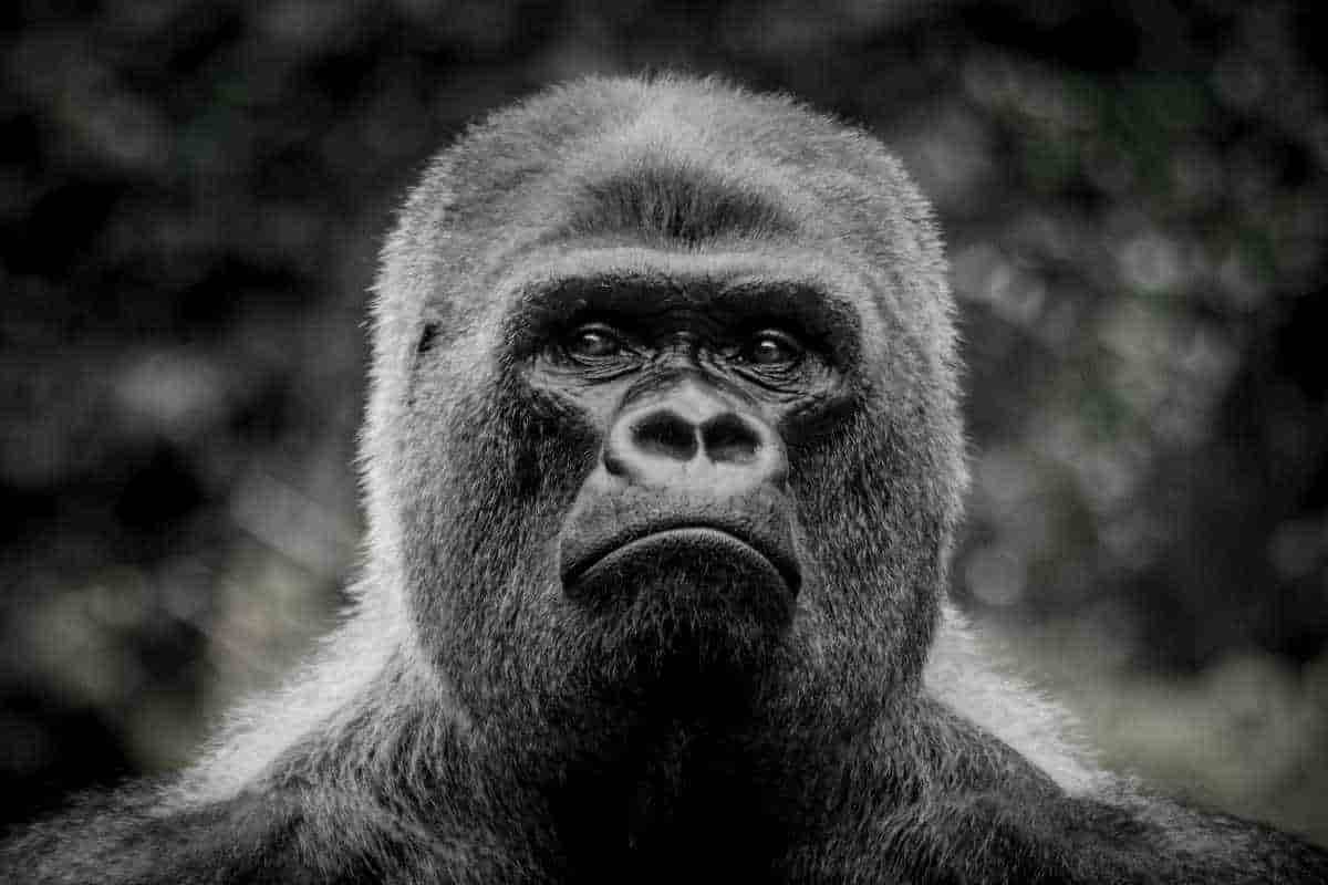 koko gorilla vera storia