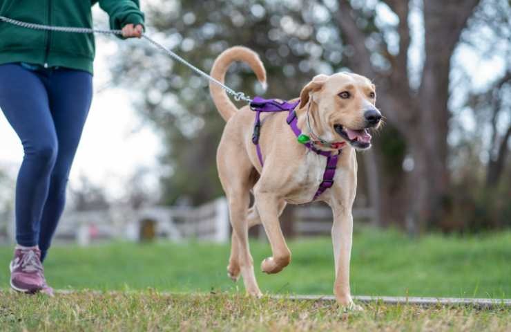 cane al guinzaglio