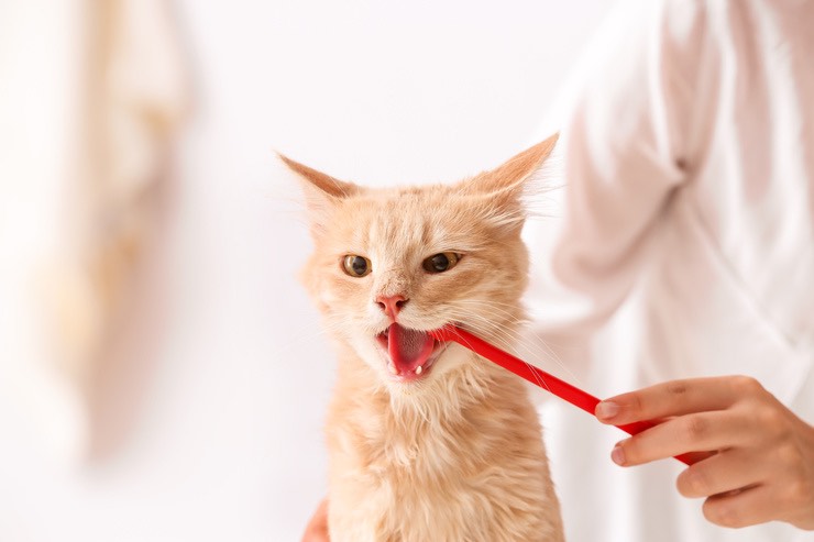 Gatto: i campanelli d’allarme per il mal di denti