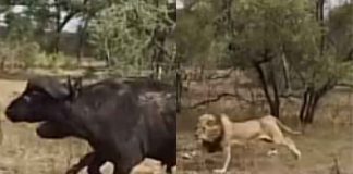 leone inseguimento gnu video